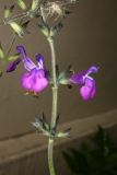Salvia coahuilensis RCP8-2013 095.JPG